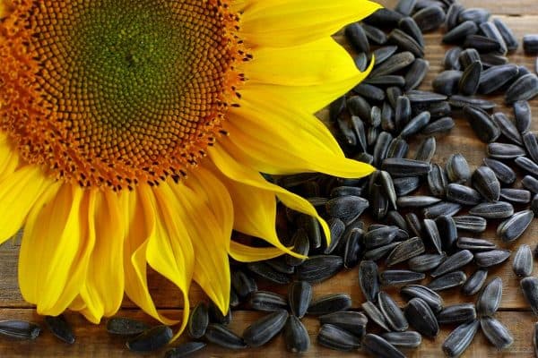 تصویر 1 از خرید تخمه آفتابگردان + فروش ویژه